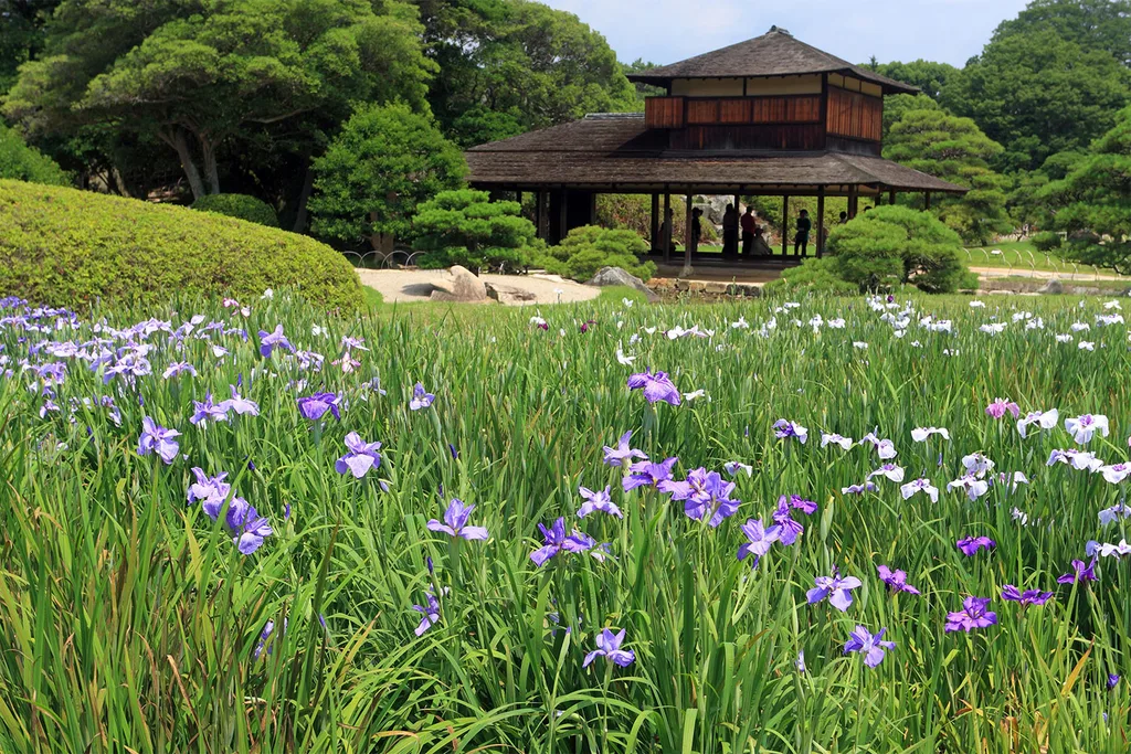 A carpet of irises at Korakuen garden in Japan.