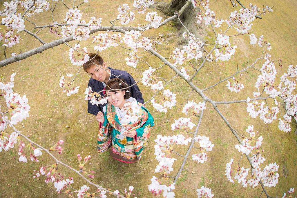 Cherry blossoms at Korakuen Garden