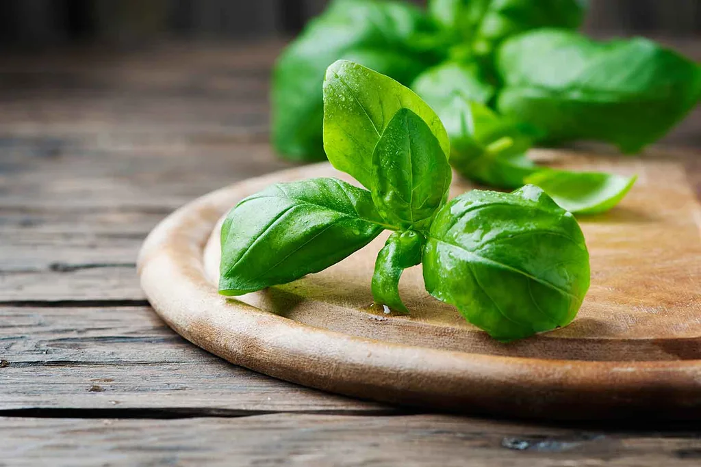 basil