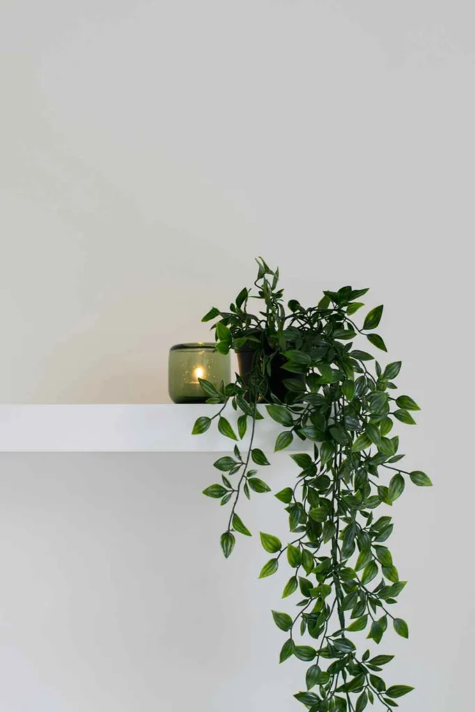 houseplants coffee filter