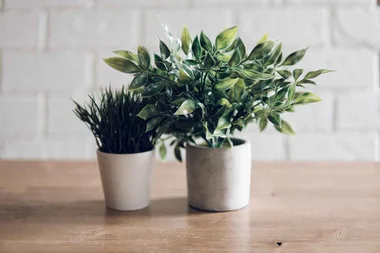 Plant care: why you should add a coffee filter to your pots