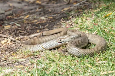 Baby snake season: What to do if you spot one in your home