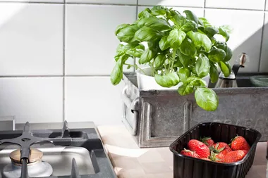 Haven’t got enough space for a kitchen garden? Think again