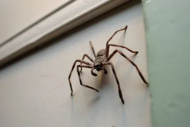spider