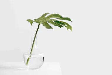 Three plant trends going crazy on Pinterest