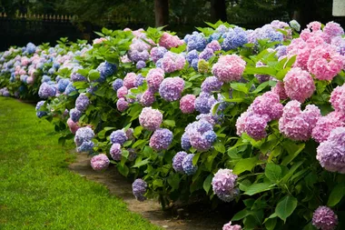 Four things flowers need to thrive