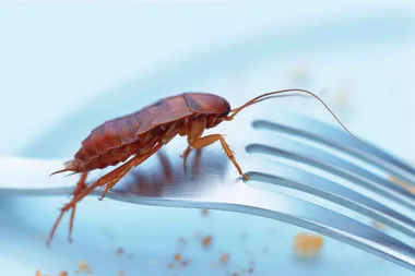 How to get rid of pests in your kitchen