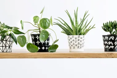 The new plant trend that’s popping up everywhere