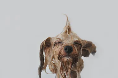 This handy pet groomer is a game changer
