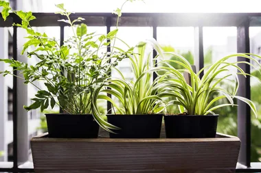 Three houseplants that will be happy in the kitchen