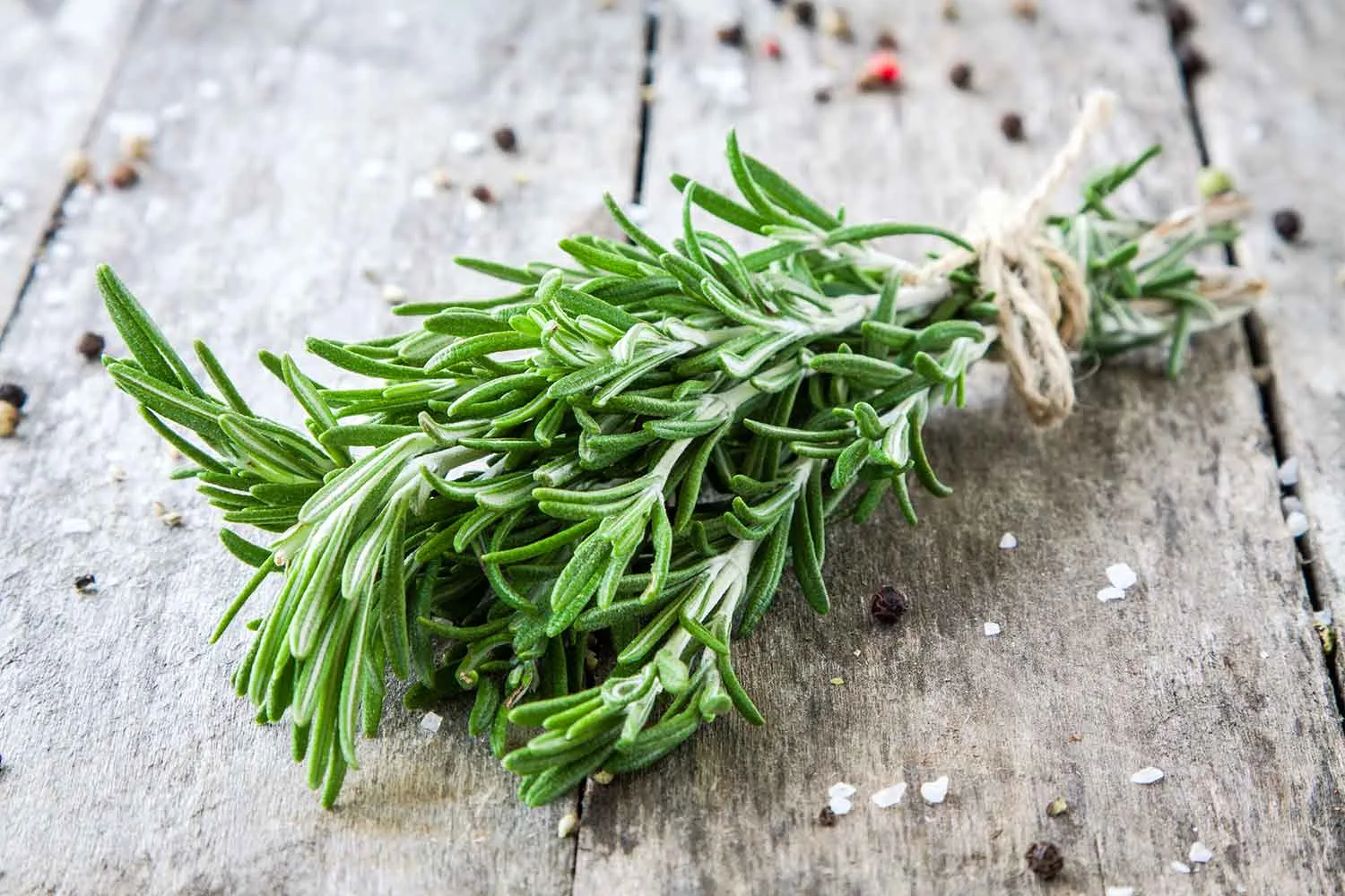 How to grow your own rosemary