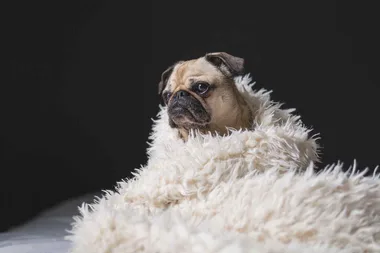 Opera Australia announces casting call for dogs