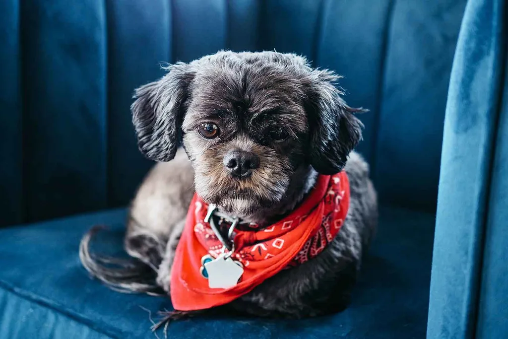 opera casting call dogs