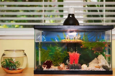 Clever hacks to make cleaning your fish tank easier