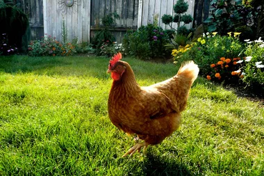 Mum’s amazing DIY Kmart chicken coop hack