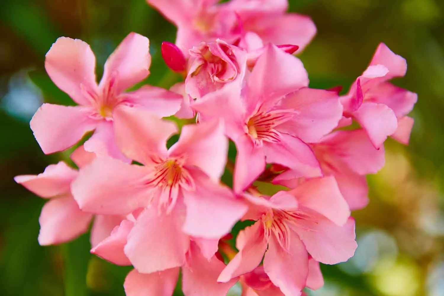 begonia plant indoor Begonia 'Tambourine' for Sale  Begin With Plants