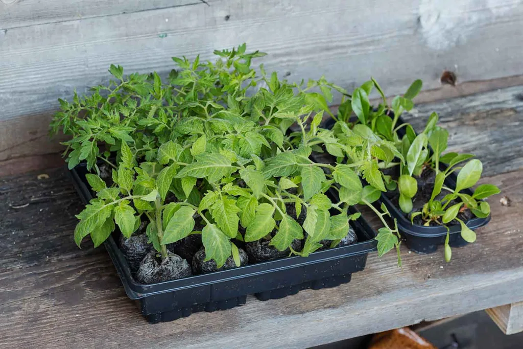 GROWING VEGIES