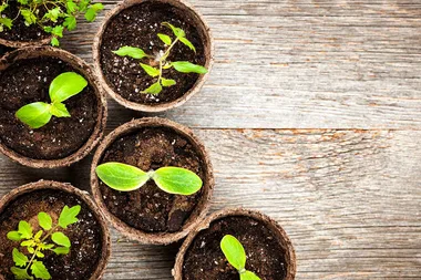 The cheapest way to grow your own vegies