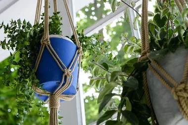 Why you should add charcoal to your pot plants