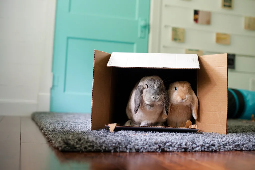 Lop bunnies in a box