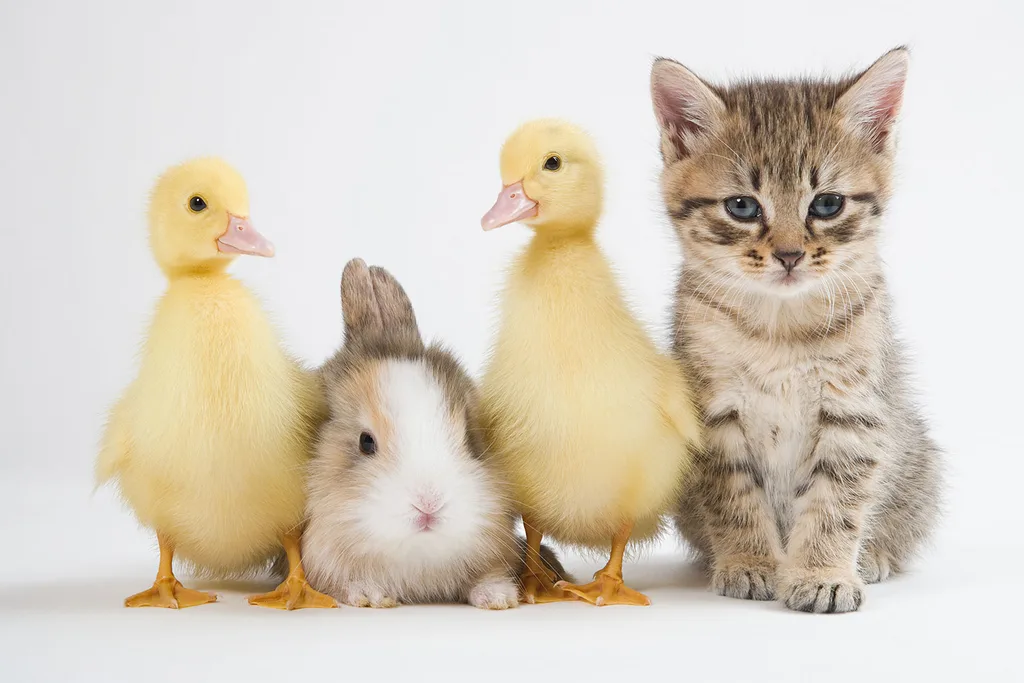 Ducklings, bunny, kitten