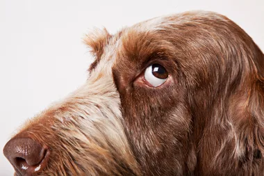 The treat you shouldn’t give dogs at Easter