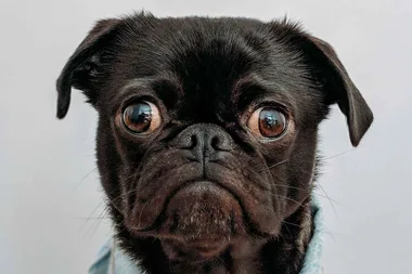 Three personality traits dogs pick up from their owners