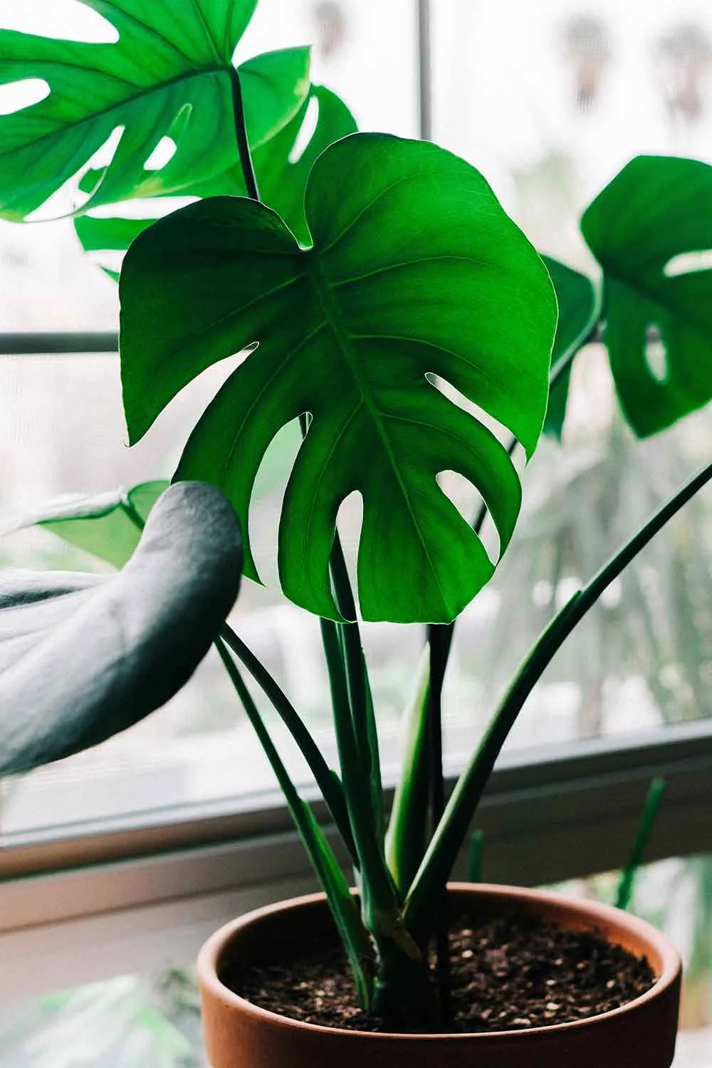 Monstera deliciosa in a pot indoors