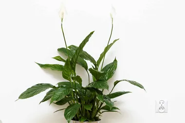 How to care for your peace lily
