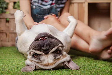 Dogs don’t actually like having their belly rubbed