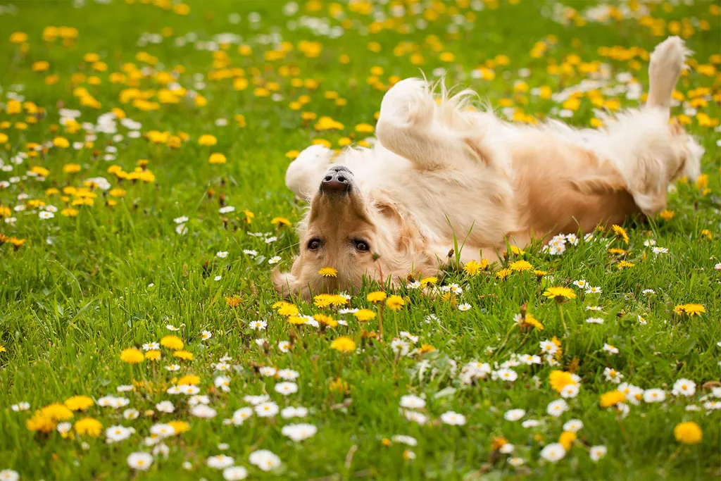 Dog lying on back in grass