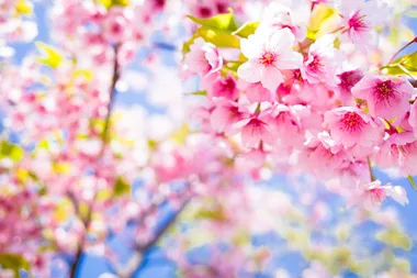 This cherry blossom tree is made with 880,000 Lego bricks