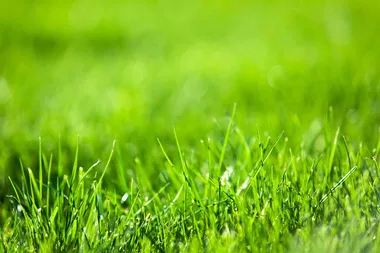 Four things your lawn needs in autumn