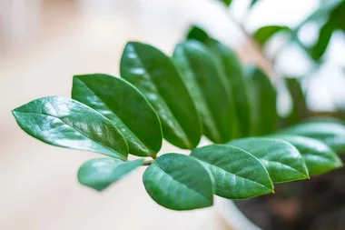 This is the easiest indoor plant to grow