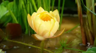 Blue lotus water garden walkaround