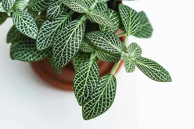 3 of the best natural ways to get rid of gnats in houseplants