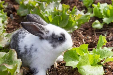 How to keep rabbits from eating your plants