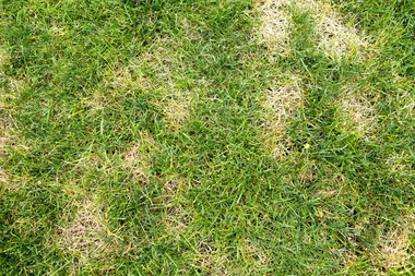 How to detect and treat black lawn beetle infestations