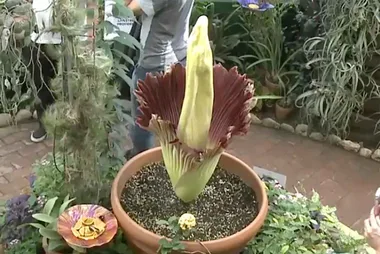 Rare corpse flower is blooming in Arizona