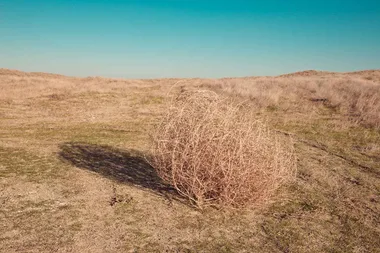 US town overrun with two-storey high tumbleweed
