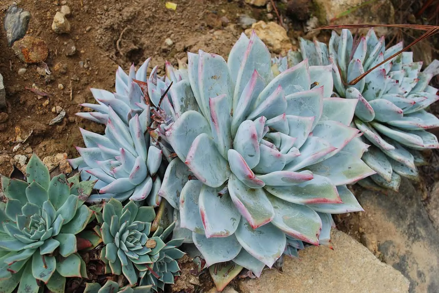 Succulent smuggling ring uncovered in the US
