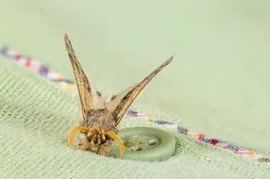 How to prevent and remove moths in your clothes
