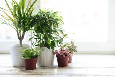 Simple way to tell if your plants need watering