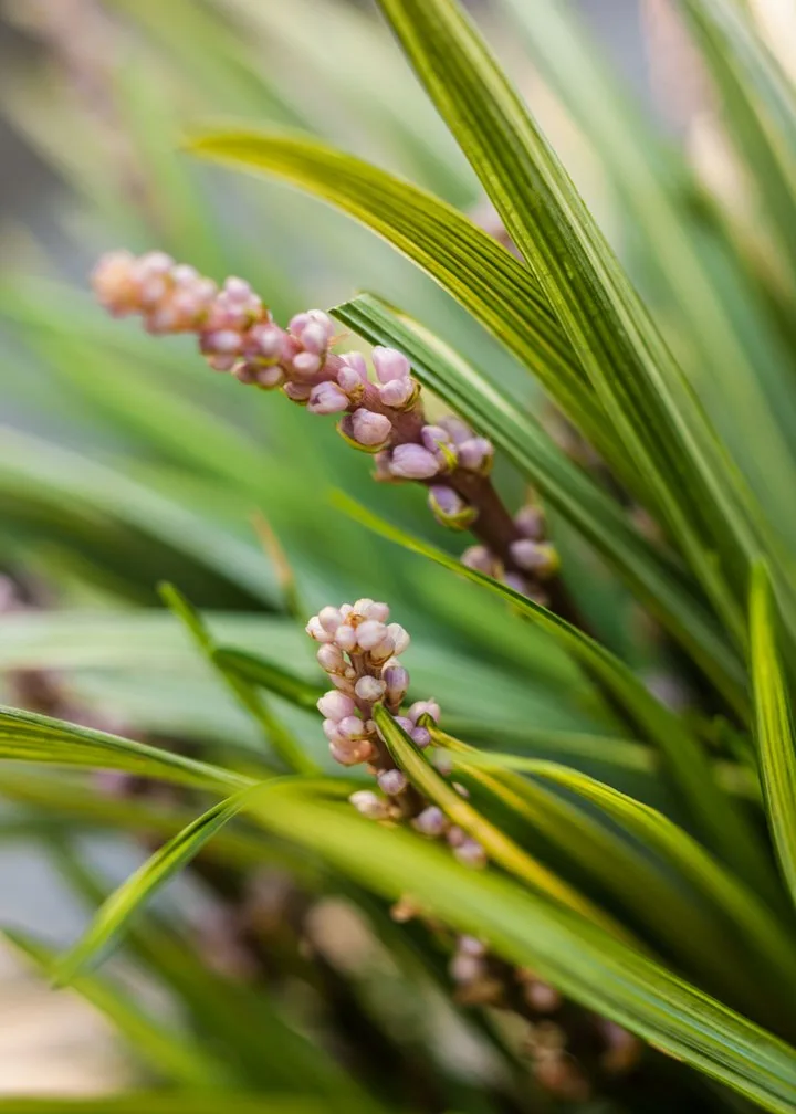 liriope