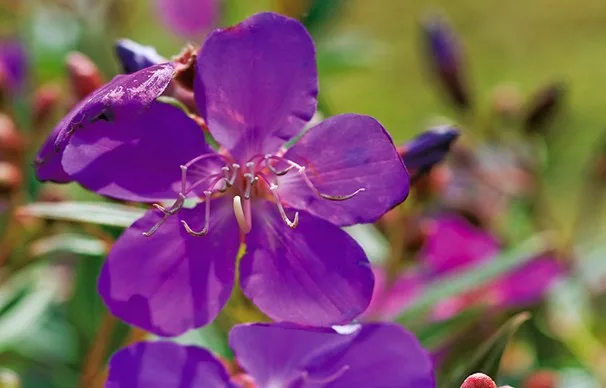 Tibouchina