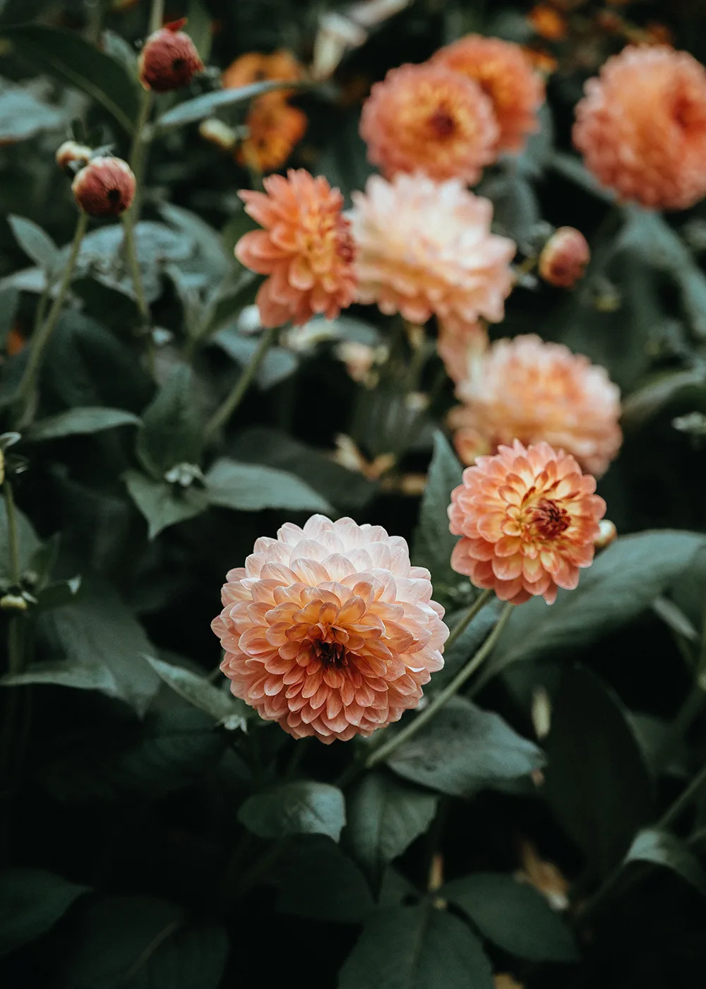 dahlia