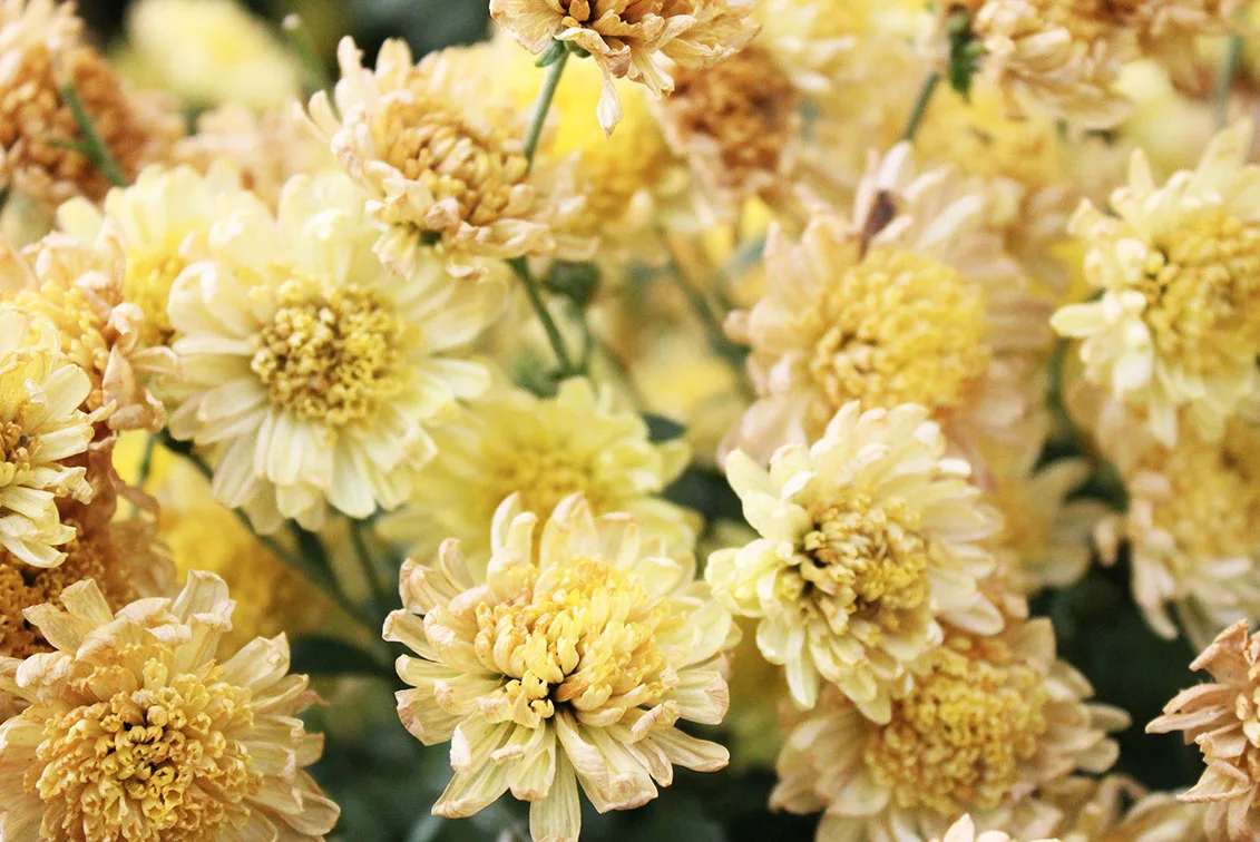 Chrysanthemum