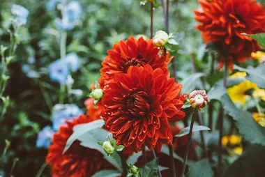 Colour your autumn