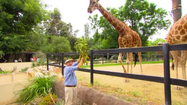 Adelaide Zoo: Keeper for a day