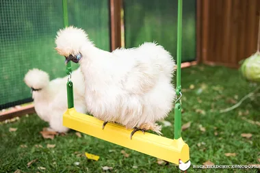 The chicken swing keeping chooks happy
